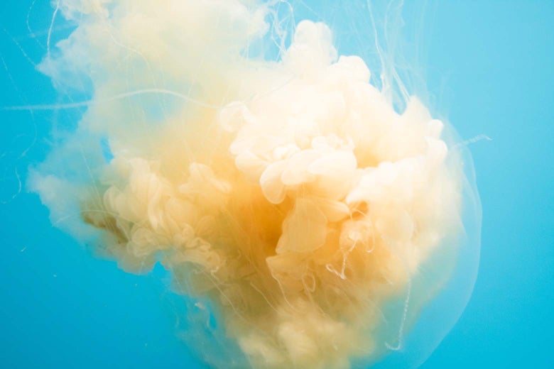 A cloud of smoke.